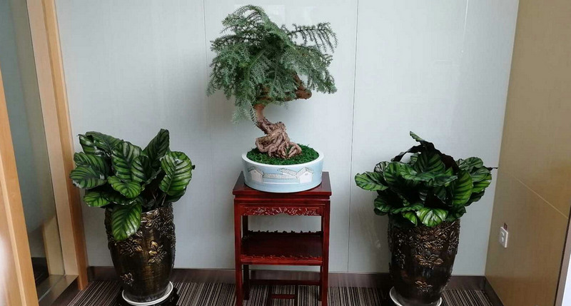 綠植租擺銷售 (4)