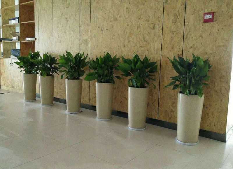 綠植租擺銷售 (6)